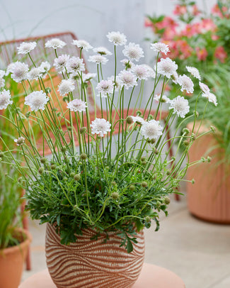 Scabiosa 'Kudo White' Scabiosa 'Kudo White'
