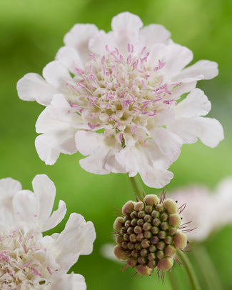 Scabiosa 'Kudo White' Scabiosa 'Kudo White'