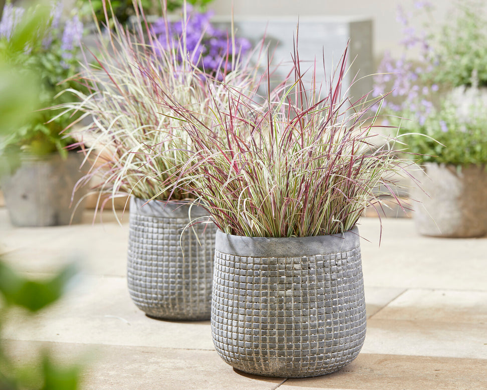 Schizachyrium 'Chameleon'