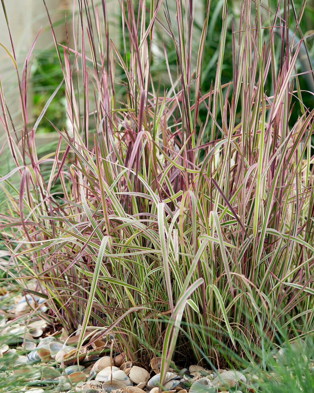 Schizachyrium 'Chameleon'
