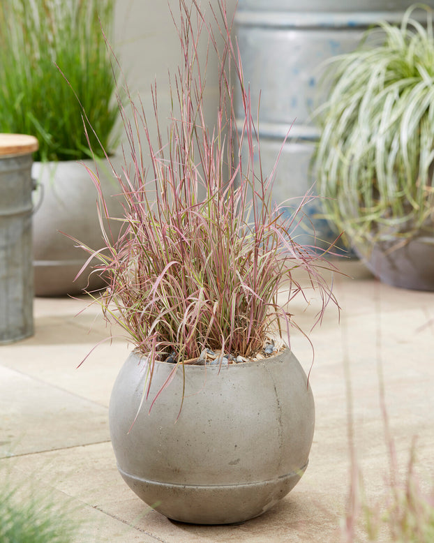 Schizachyrium 'Chameleon'