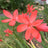Schizostylis