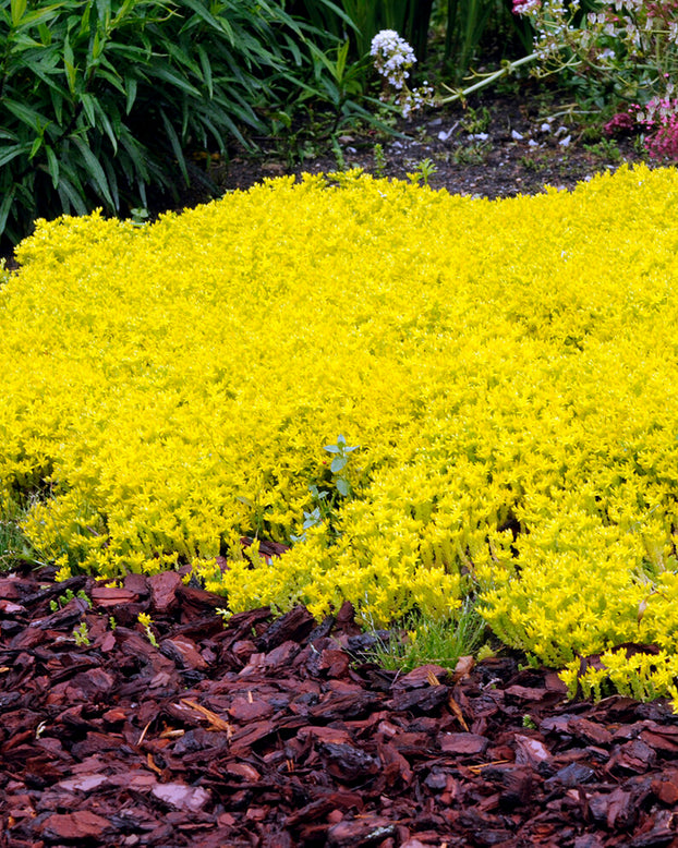 Sedum acre