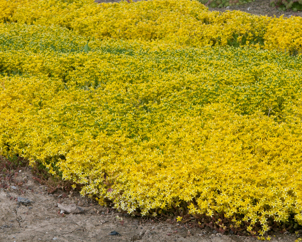 Sedum acre
