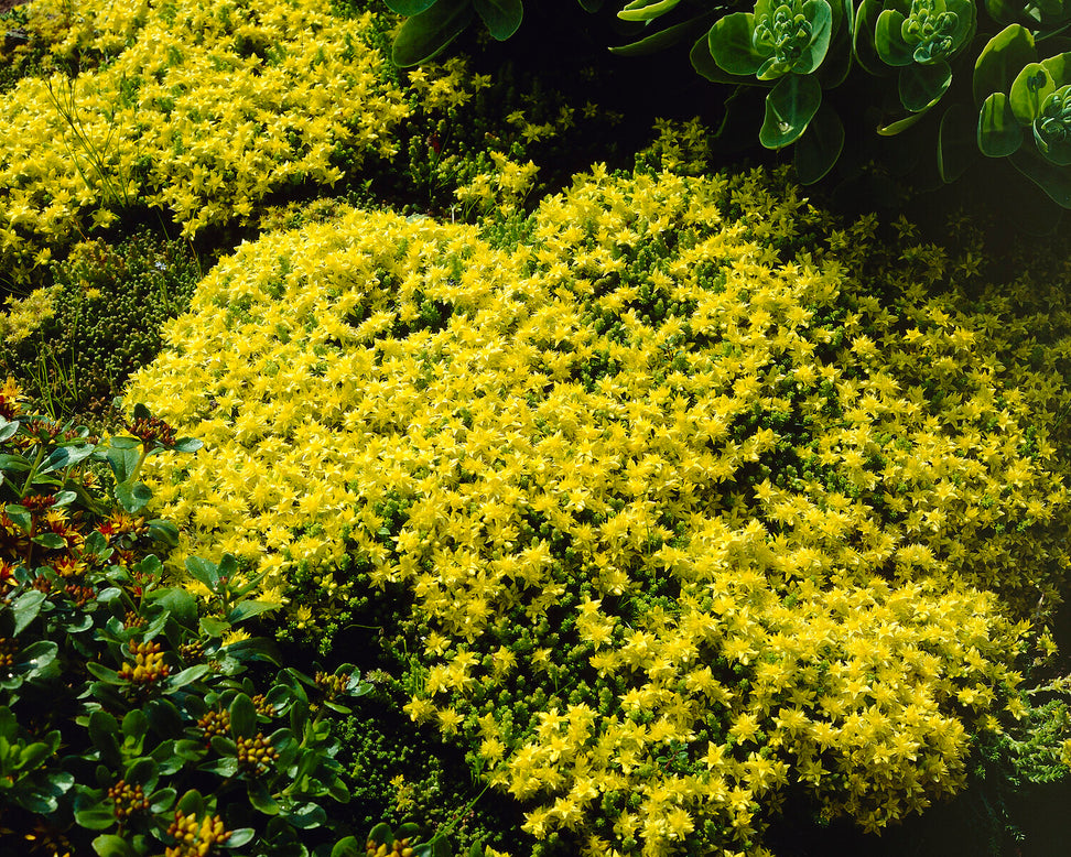 Sedum acre