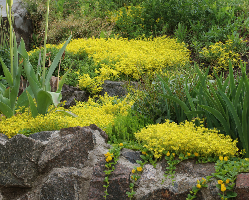 Sedum acre