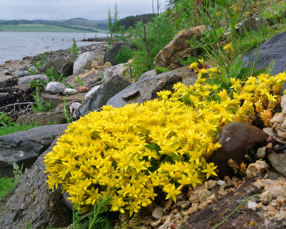 Sedum acre