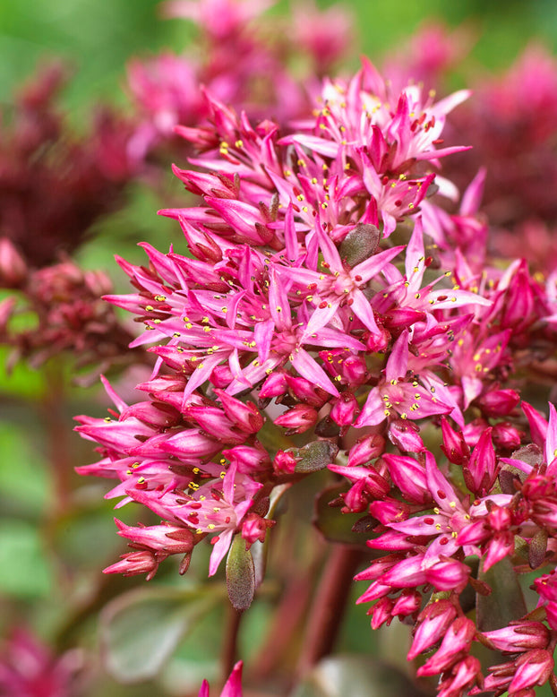 Sedum 'For Your Eyes Only'