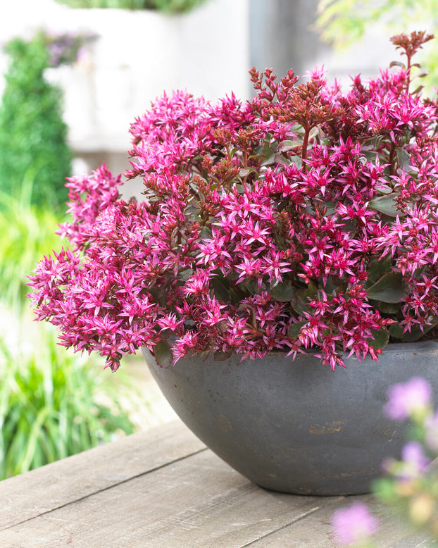 Sedum 'For Your Eyes Only'
