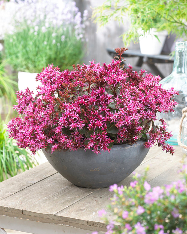 Sedum 'For Your Eyes Only'