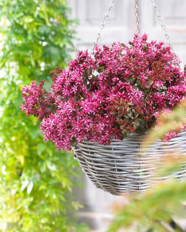 Sedum 'For Your Eyes Only'