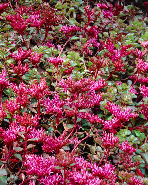 Sedum 'For Your Eyes Only'