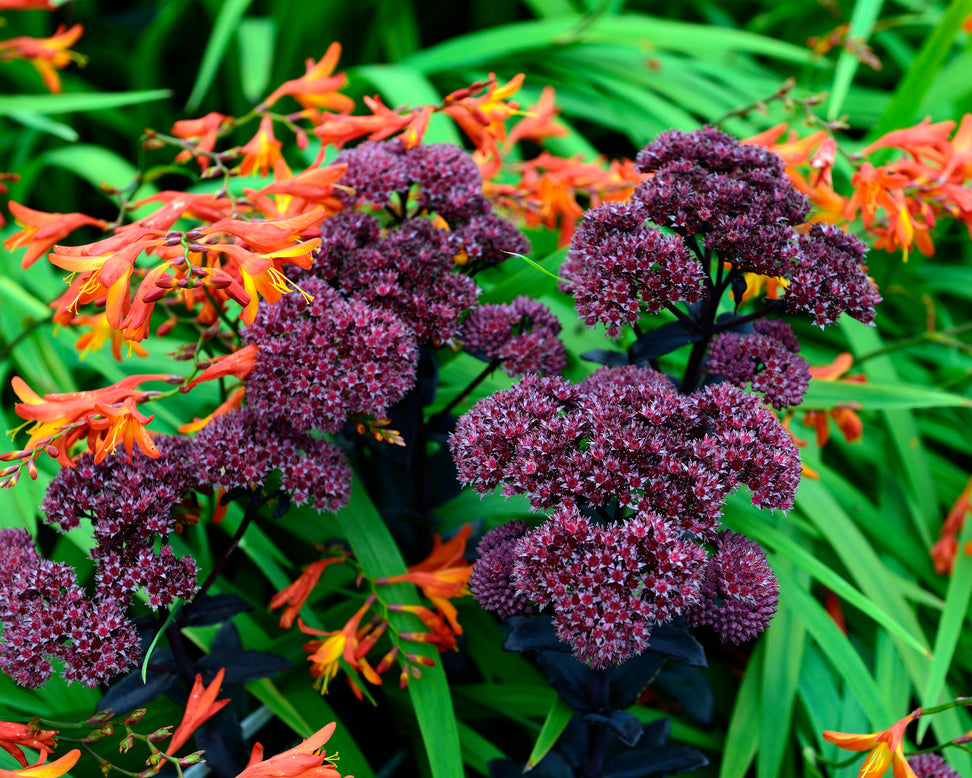 Sedum 'José Aubergine'
