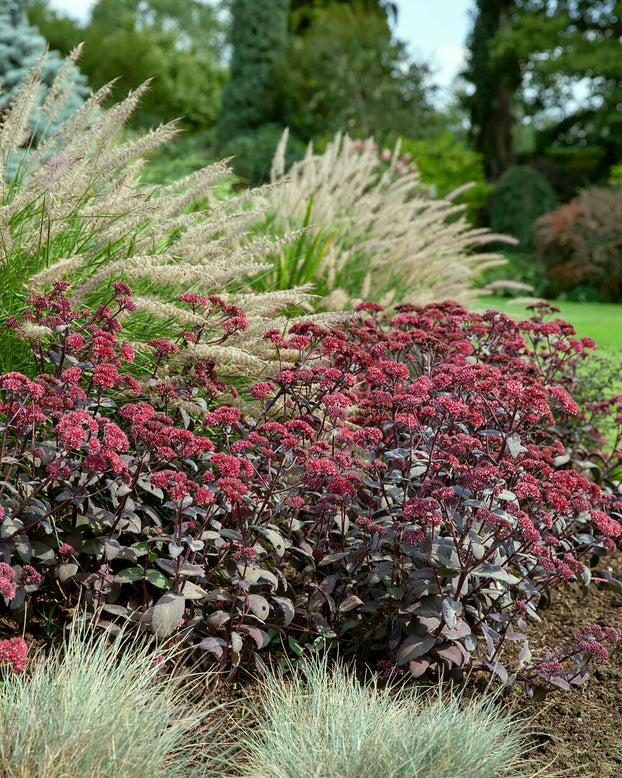 Sedum 'José Aubergine'