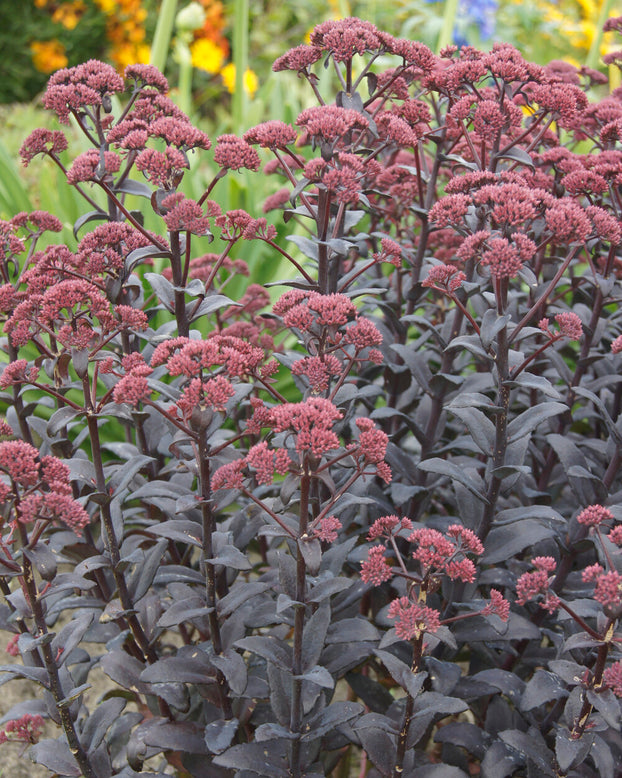 Sedum 'José Aubergine'