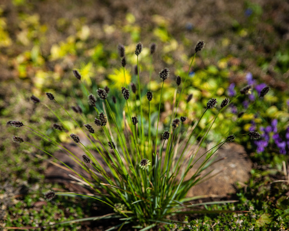 Sesleria heufleriana