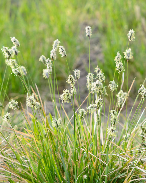 Sesleria heufleriana