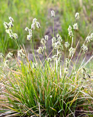 Sesleria heufleriana Sesleria heufleriana