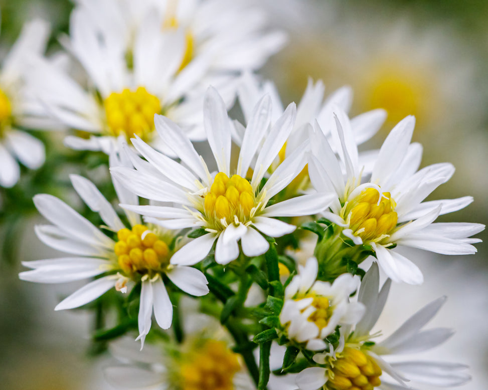 Aster 'Kristina'
