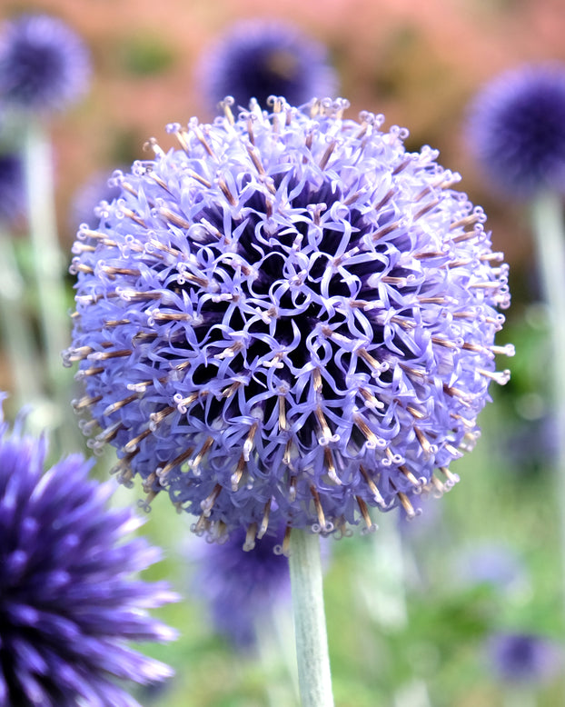 Echinops ritro