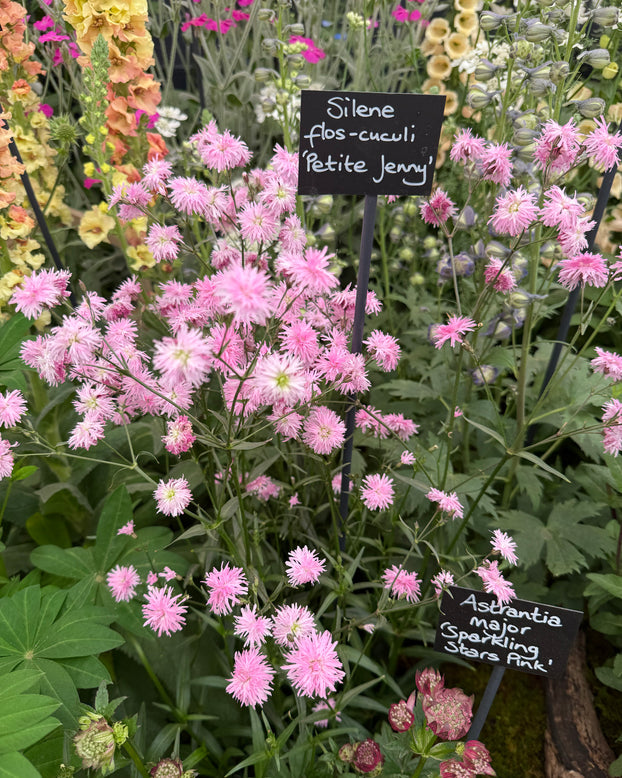 Silene 'Petite Jenny'