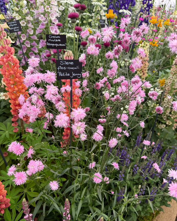 Silene 'Petite Jenny'