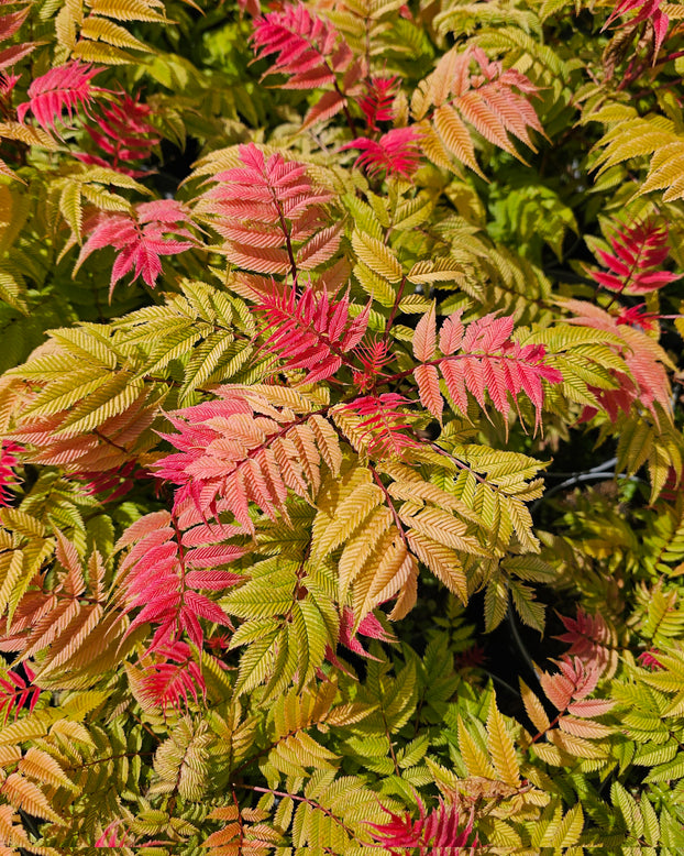 Sorbaria 'Sem'