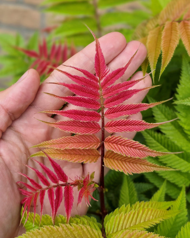 Sorbaria 'Sem'