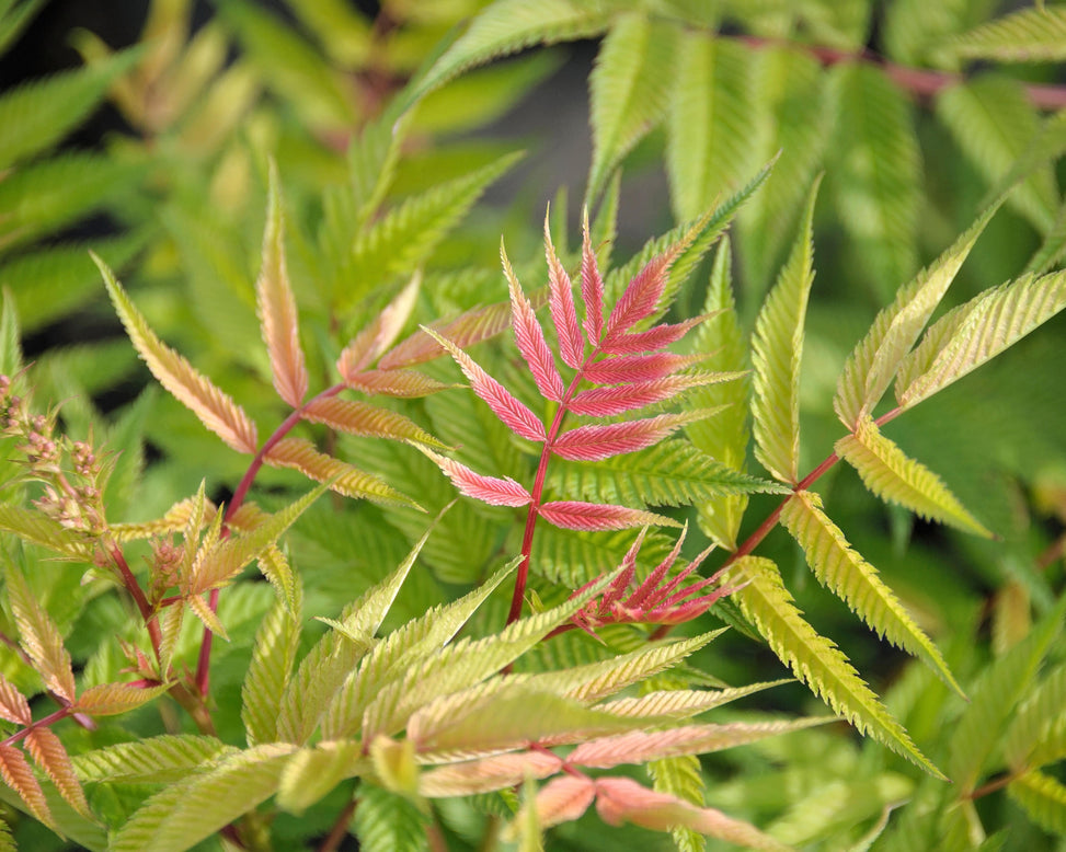 Sorbaria 'Sem'