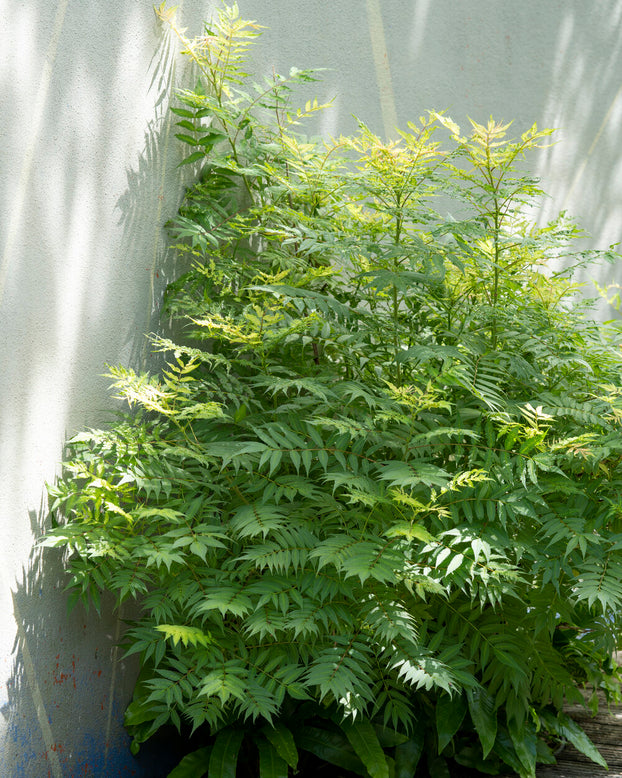 Sorbaria 'Sem'