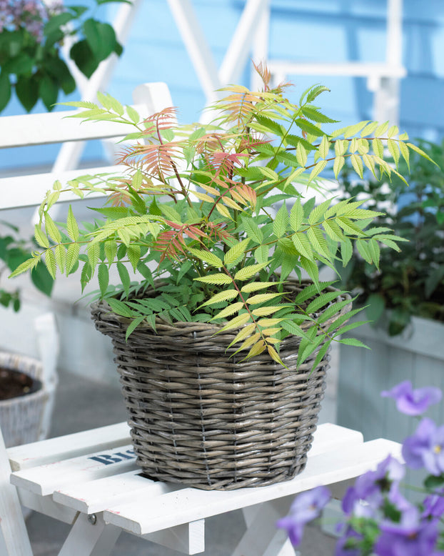 Sorbaria 'Sem'