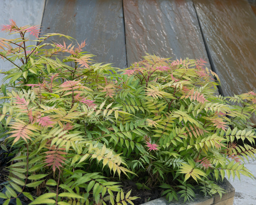 Sorbaria 'Sem'