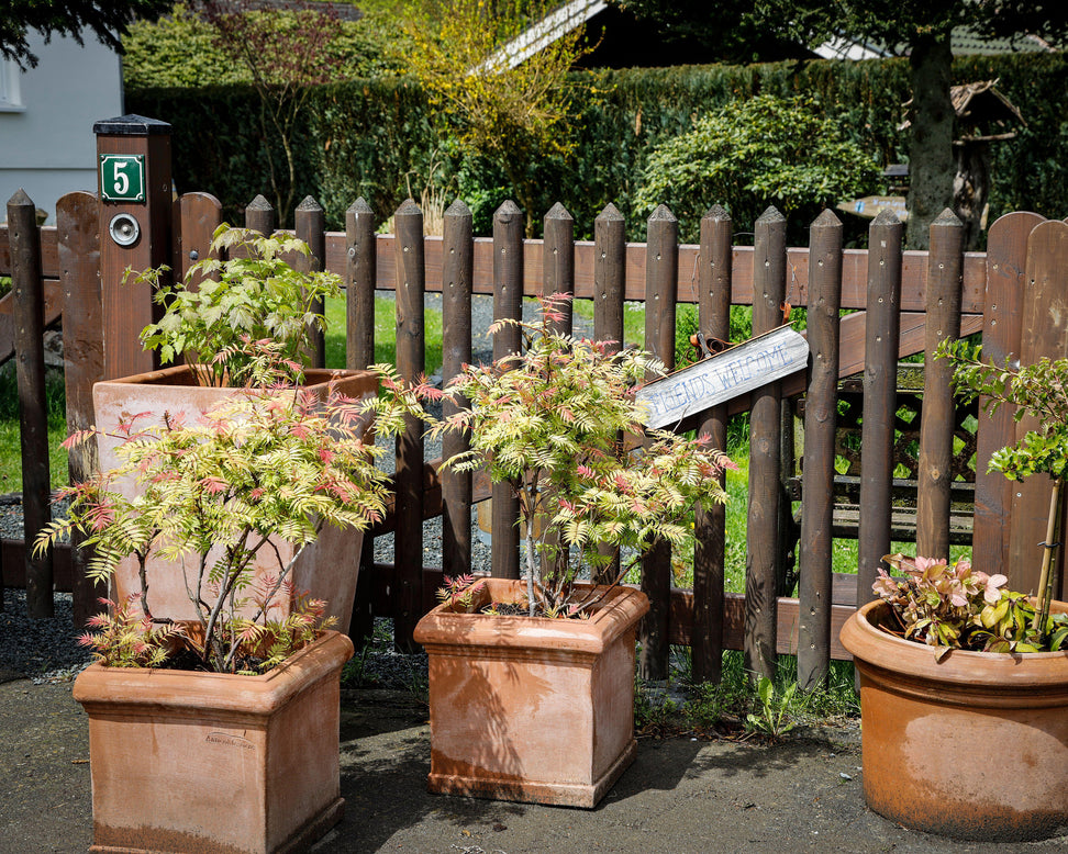 Sorbaria 'Sem'