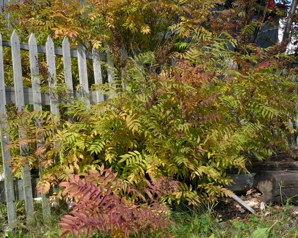Sorbaria 'Sem'