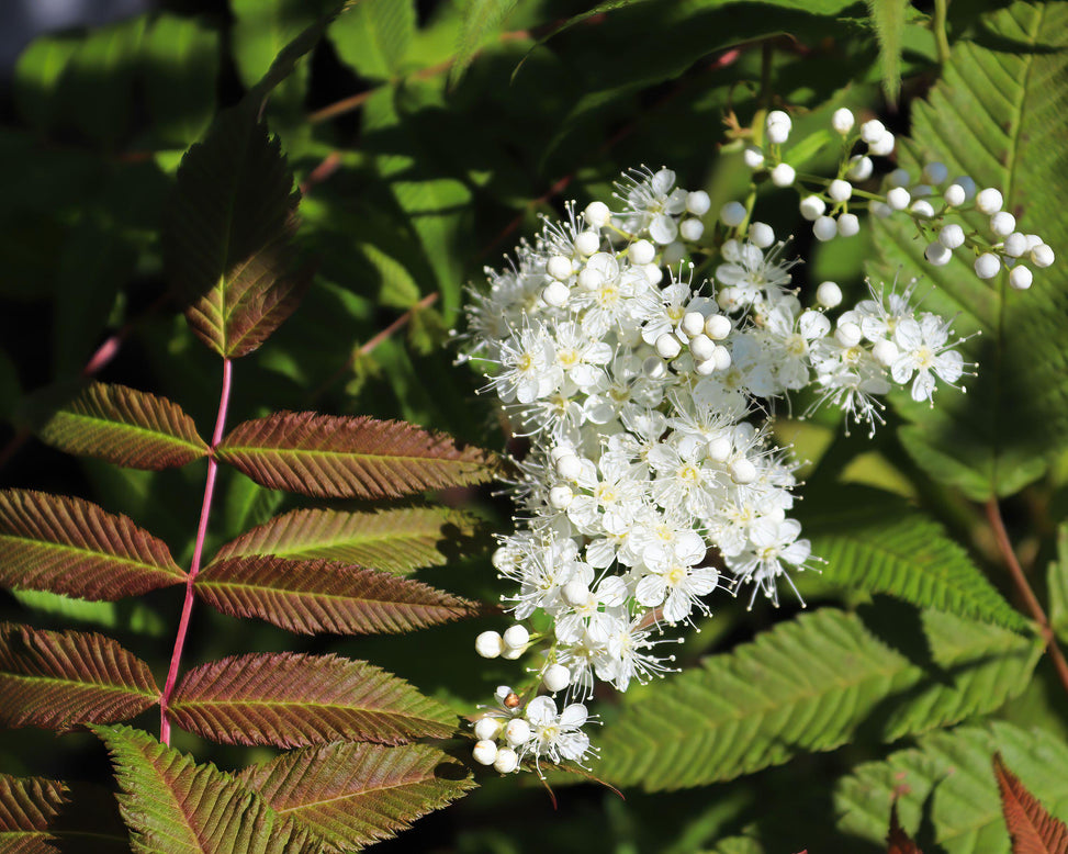 Sorbaria 'Sem'