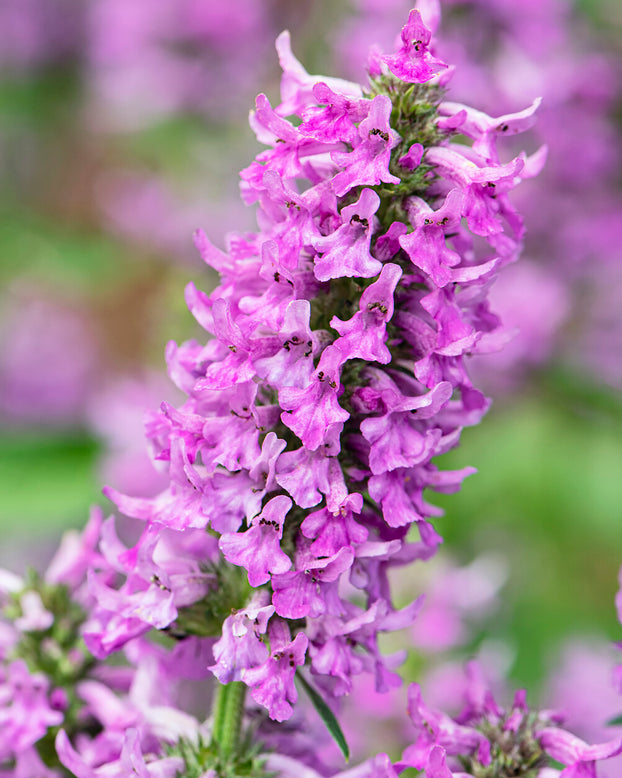 Stachys 'Summer Grapes'