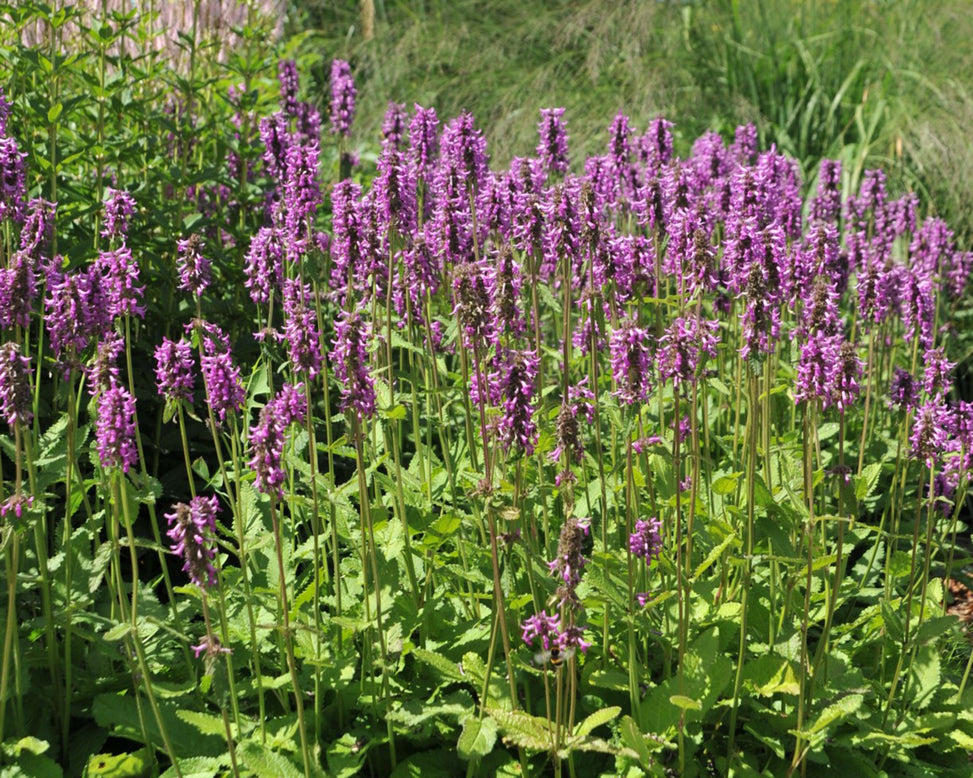 Stachys 'Summer Grapes'