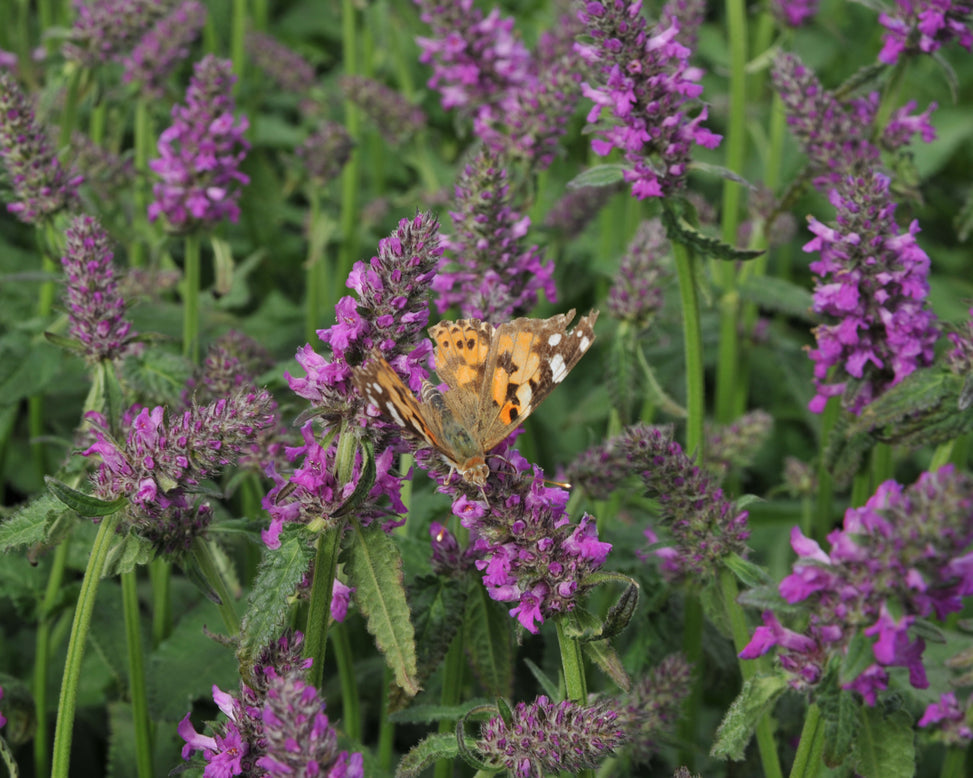 Stachys 'Summer Grapes'