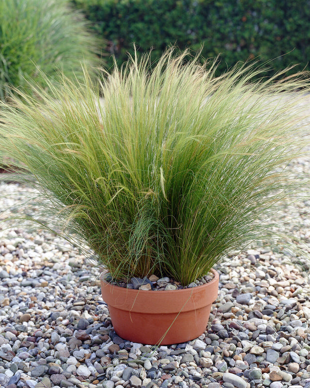 Stipa 'Ponytails'