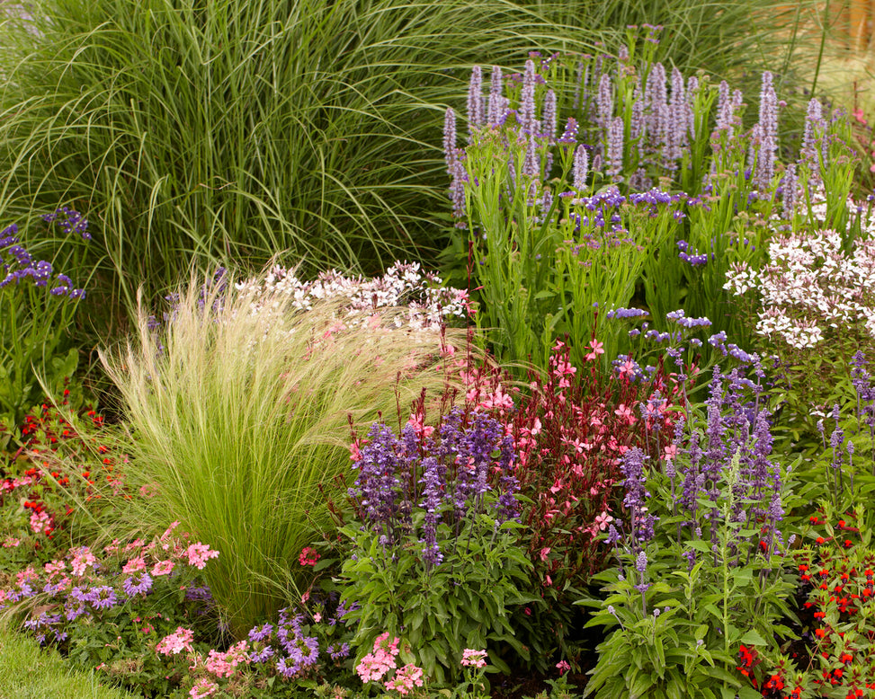 Stipa 'Ponytails'