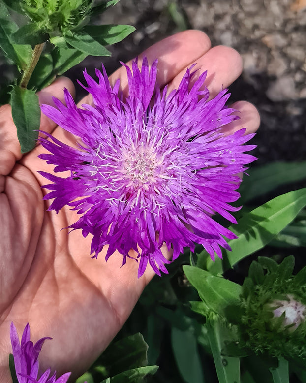 Stokesia 'Amethyst'