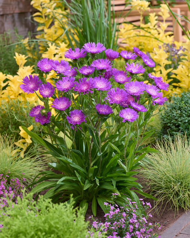 Stokesia 'Amethyst'