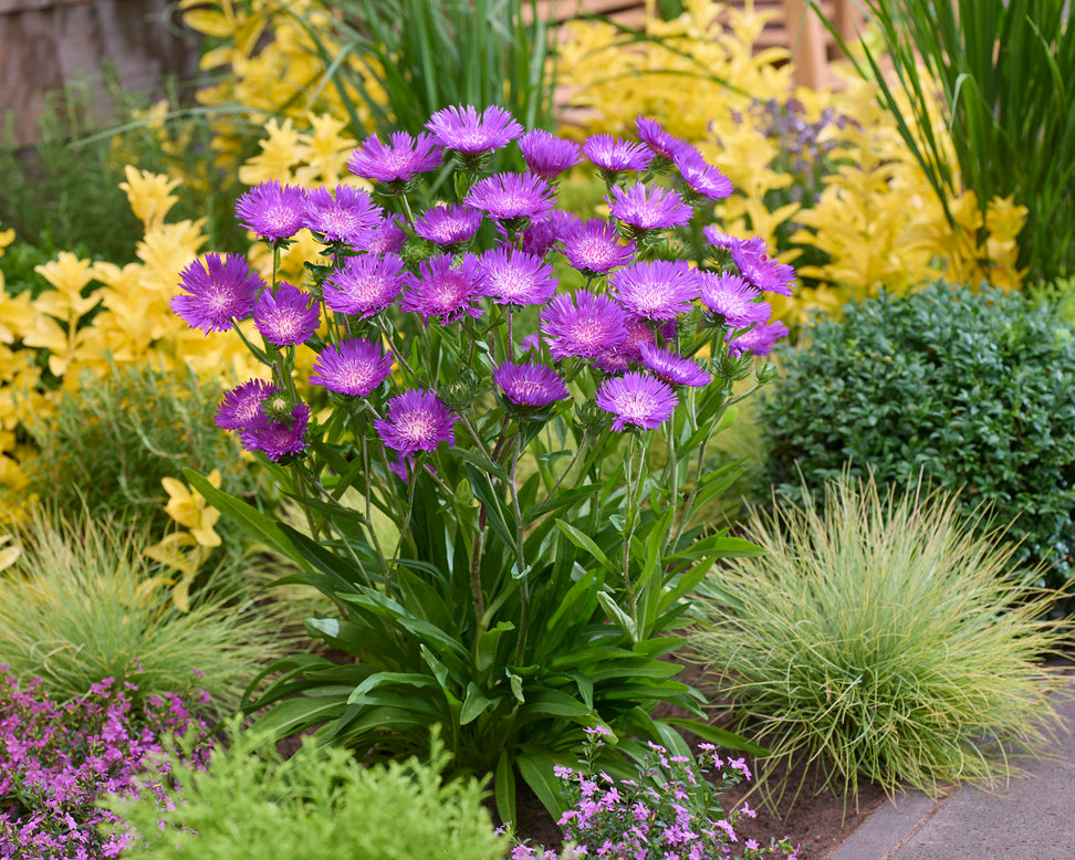 Stokesia 'Amethyst'