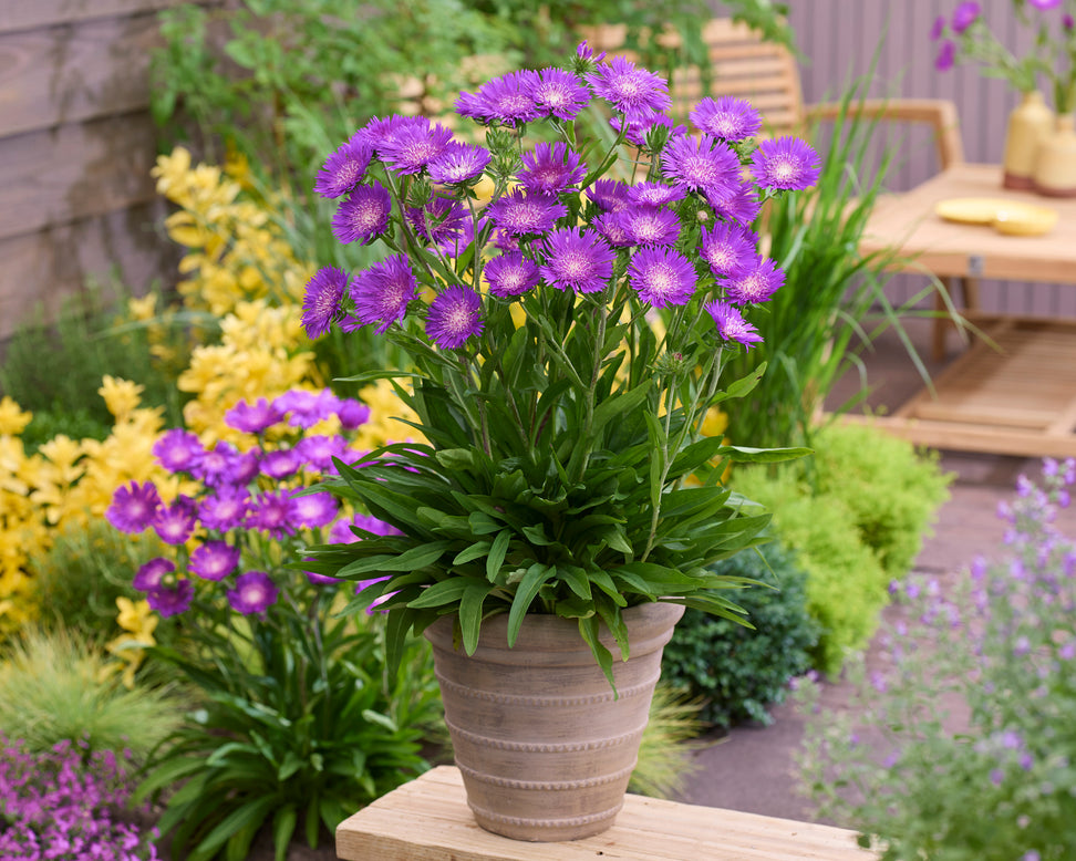 Stokesia 'Amethyst'