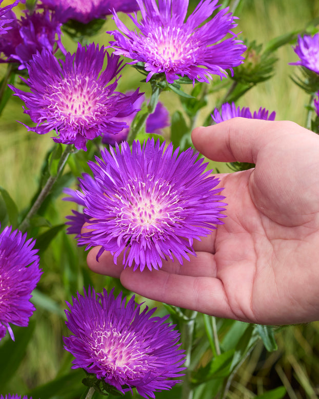 Stokesia 'Amethyst'