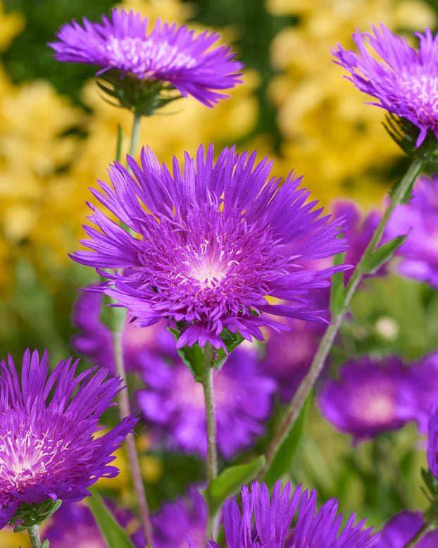Stokesia 'Amethyst'