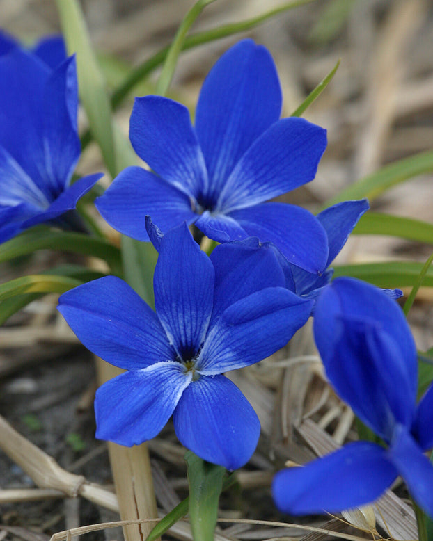 Tecophilaea cyanocrocus