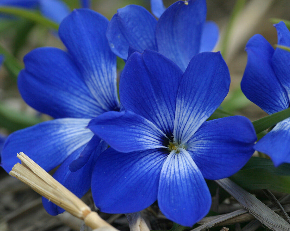 Tecophilaea cyanocrocus