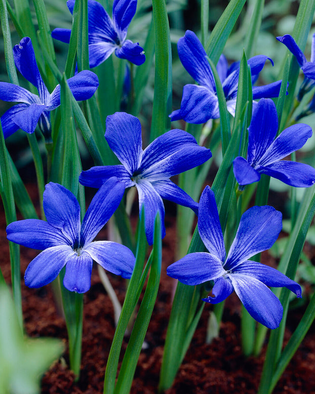 Tecophilaea cyanocrocus