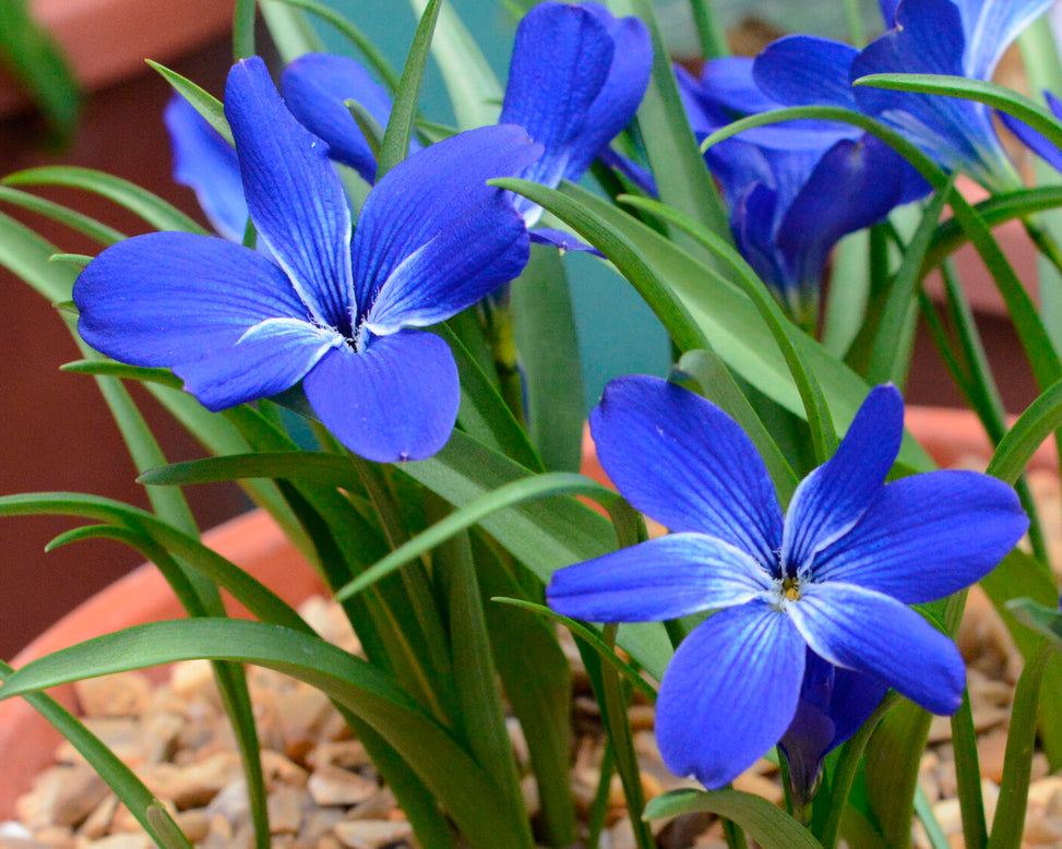 Tecophilaea cyanocrocus